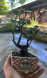 Đơn đỏ già mini
