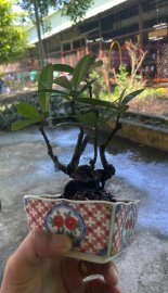 Đơn đỏ già mini