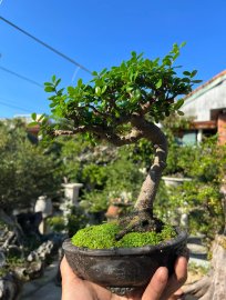 Hải châu mà cứ ngỡ như sam hương.