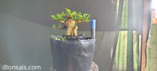 Gl ae sam hương 420k bao phí