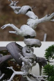Tùng Nhật  Itoigawa shimpaku