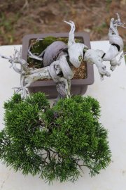 Tùng Nhật  Itoigawa shimpaku