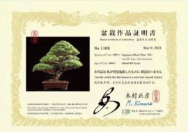 Cây của Mộc Thôn nghệ nhân có khác các anh hè