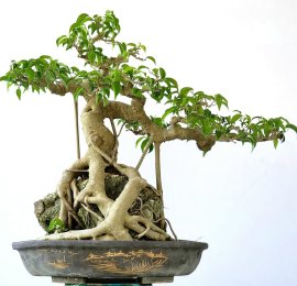 Cây Sanh bonsai mini ôm đá đẹp
