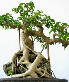 Cây Sanh bonsai mini ôm đá đẹp