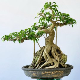 Cây Sanh bonsai mini ôm đá đẹp