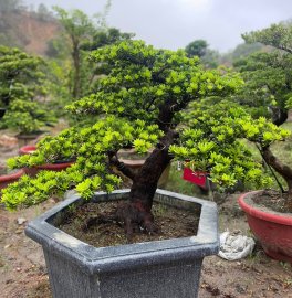 Tùng kim cương đang bung lụa chia sẻ anh em