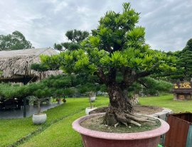 Cs và Gl các bác Tùng là Hán vườn nhà