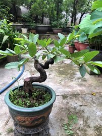 Ổi găng bonsai Gl ae toàn quốc