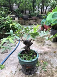 Ổi găng bonsai Gl ae toàn quốc