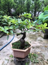 Ổi găng bonsai Gl ae toàn quốc