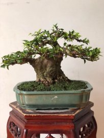 MAI CHIẾU THUỶ NU DA ĐEN
