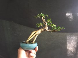 Gl ae sam hương 300k bao síp