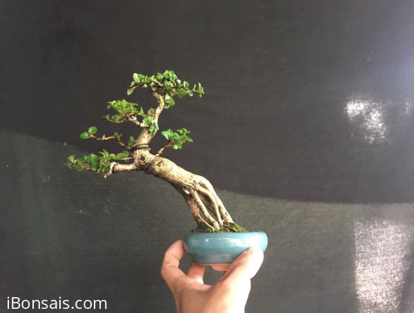 Gl ae sam hương 300k bao síp