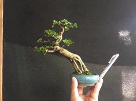 Gl ae sam hương 300k bao síp