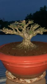 Mai chiếu thủy lá trung chia sẻ ae