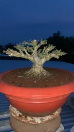 Mai chiếu thủy lá trung chia sẻ ae