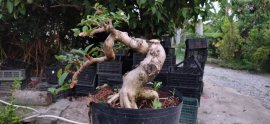 Gl ae sam hương hoành thân 13cm