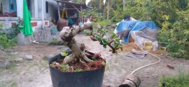 Gl ae sam hương hoành thân 13cm