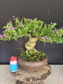 Linh sam siêu hoa rin, nuôi thân quái từ nhỏ