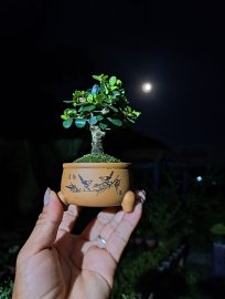 Sam núi trái siêu mini