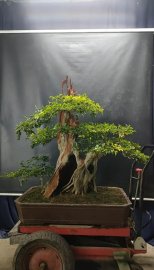 San sản đang quả lung linh ạ