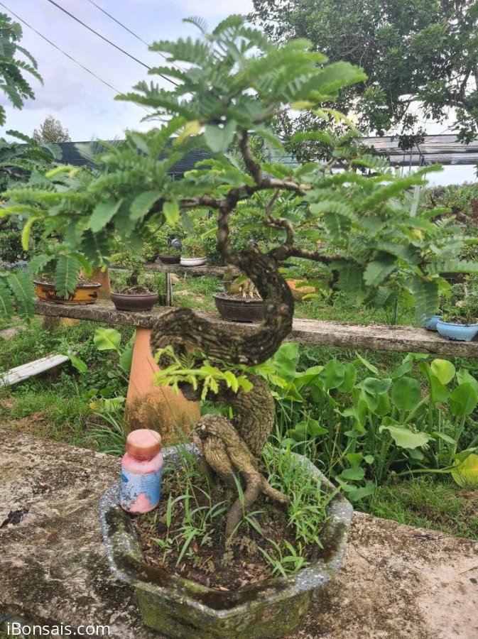 Giao lưu 2 cây me rin, lắc, đã gỡ kẽm