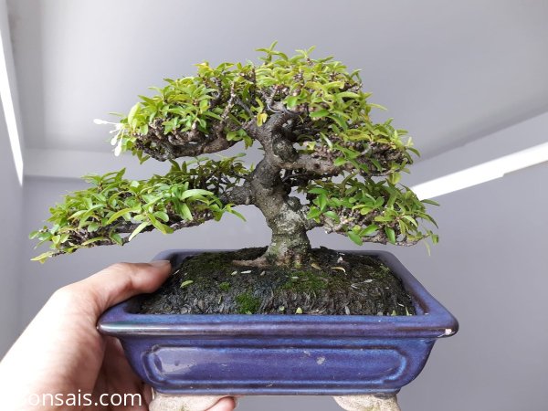 Mai Kim Dòn mini trực lắc...