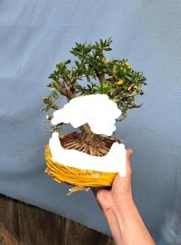 Linh Sam chơi lùn lực hoặc thiên nhiên đều được