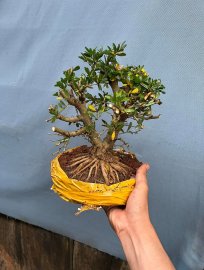 Linh Sam chơi lùn lực hoặc thiên nhiên đều được