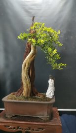 Cây trắc nghệ dáng văn nhân, hoành 52cm, cao 75cm giá cực mềm
