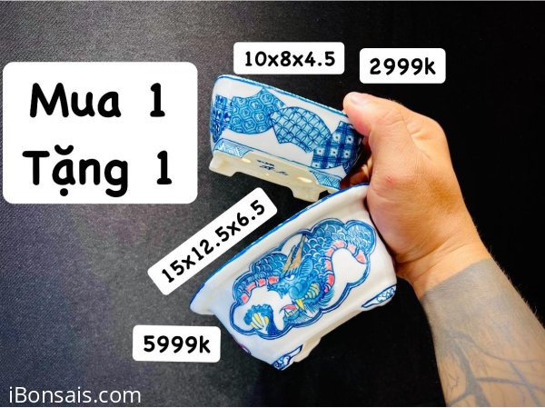 M.ua Chậu Long Phụng Yuki shoseki 5999k