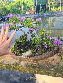 Giao lưu 2 tiểu cảnh linh sam siêu hoa