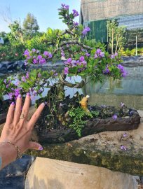 Giao lưu 2 tiểu cảnh linh sam siêu hoa