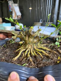 Linh sam lùn lực giá rẻ bèo