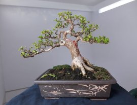 Em Sam Hương dáng trực lắc...