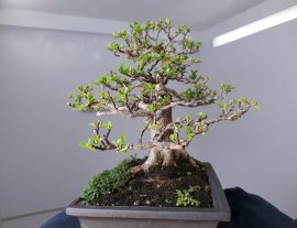 Em Sam Hương dáng trực lắc...