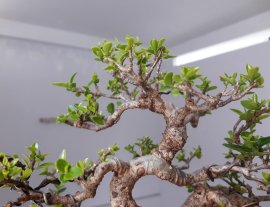 Em Sam Hương dáng trực lắc...