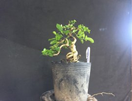 Gl ae sam hương đồng giá 250k bao phí