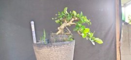 Gl ae sam hương đồng giá 250k bao phí