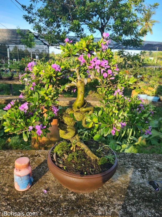 Giao lưu 2 cây linh sam siêu hoa quái, rin