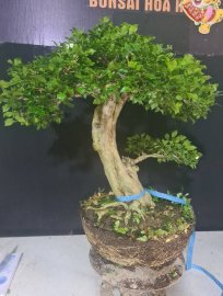 Nguyệt lá xoắn hoa chùm h34 đang hoa