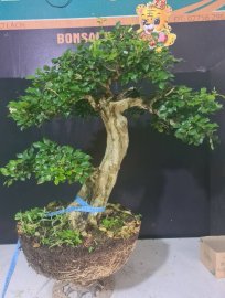 Nguyệt lá xoắn hoa chùm h34 đang hoa