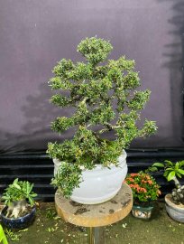 Linh sam 86 Rin chào ngày mới nhé các anh.
