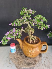 Linh sam siêu hoa rin dág đổ, đế tròn xoe