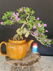 Linh sam siêu hoa rin dág đổ, đế tròn xoe