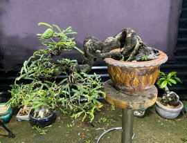 Me quái trong chậu cổ.