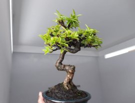 Mai Lá Lớn mini già chát...