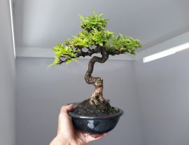 Mai Lá Lớn mini già chát...