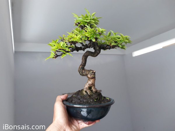 Mai Lá Lớn mini già chát...